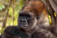 A Glimpse of Gorillas - Customized Safaris in Rwanda and Uganda - www.PhotoSafaris.travel