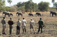 North Luangwa Walking Trails - Walking Safari in Zambia - www.Photosafaris.travel  