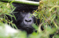 Sabinyo Silverback Lodge