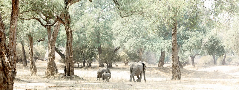 Nyamatusi Camp Mana Pools - www.PhotoSafaris.travel