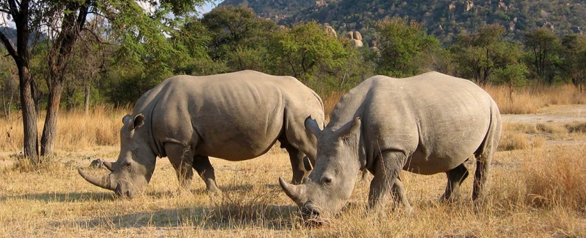 Amalinda Lodge, Matobos, Zimbabwe - www.PhotoSafaris.travel