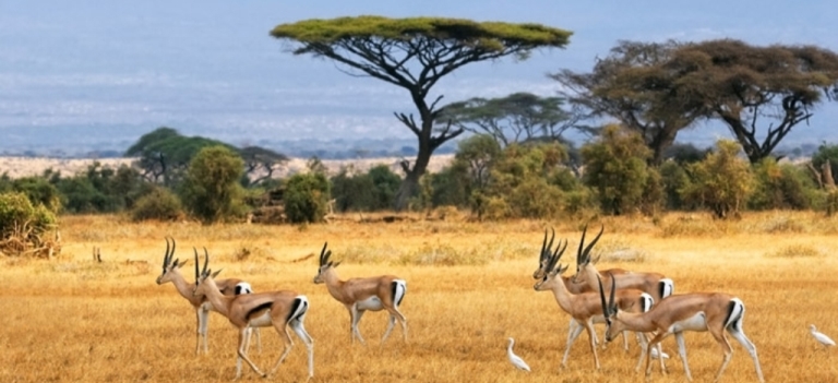 http://Photosafaris.travel/safari_itineraries/customized_safaris/the_best_of_Kenya_safari.htm