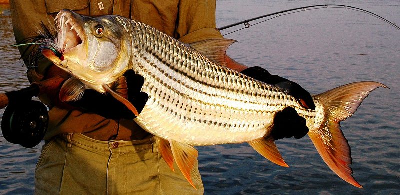 Monster Tiger caught at Chiawa Camp, Lower Zambezi.