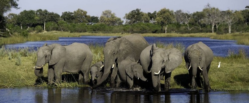 Chiefs Camp, Botswana - www.PhotoSafaris.travel