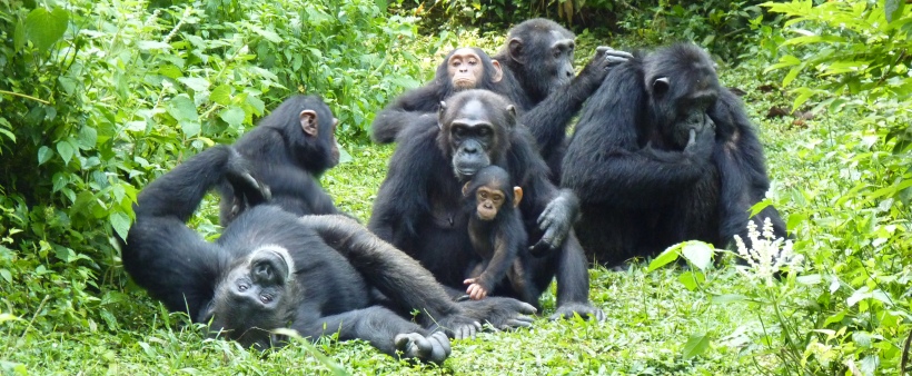 Ultimate Uganda Safari (12 Days) - www.Photosafaris.travel