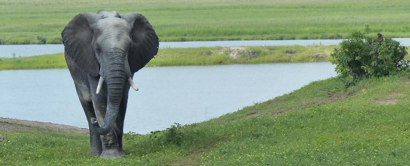 Kubu Lodge (Chobe National Park) Botswana - www.PhotoSafaris.travel