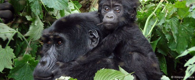 Clouds Mountain Gorilla Lodge, Uganda - www.PhotoSafaris.travel