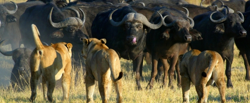 Duba Plains Camp (Okavango Delta) Botswana - www.PhotoSafaris.travel