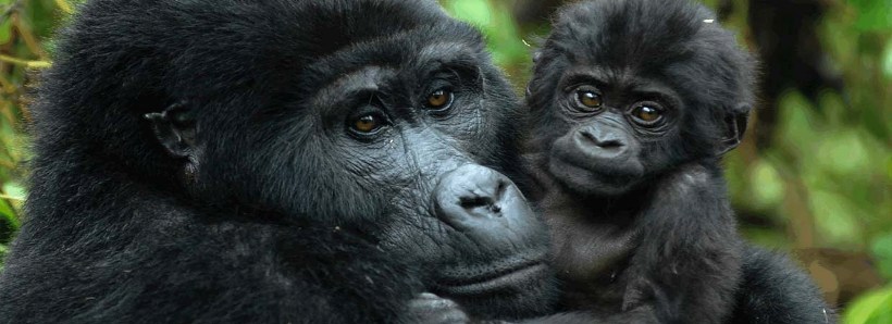 Gorillas through the Mist (4 Days) - www.Photosafaris.travel