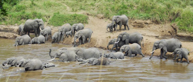 Governors' Private Camp, Masai Mara - www.PhotoSafaris.travel