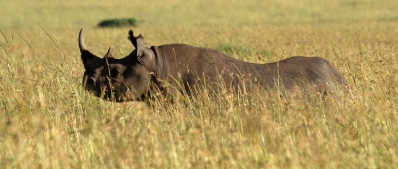 Governors Main Camp, Masai mara - www.PhotoSafaris.travel