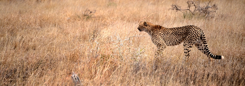 Imbali Safari Lodge (Northern Kruger National Park, Limpopo Province) South Africa - www.PhotoSafaris.travel