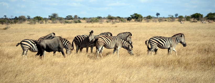 Imbali Safari Lodge (Northern Kruger National Park, Limpopo Province) South Africa - www.PhotoSafaris.travel