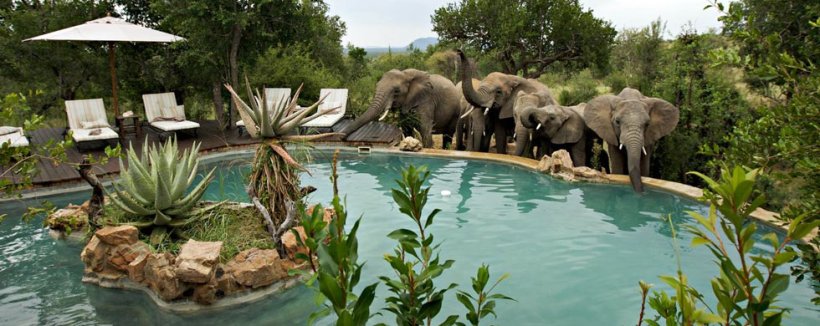 Impodimo Game Lodge (Madikwe Game Reserve) South Africa - www.PhotoSafaris.travel