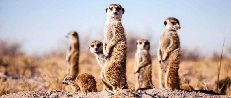 Jacks' Camp (Makgadikgadi Pans) Botswana - www.PhotoSafaris.travel