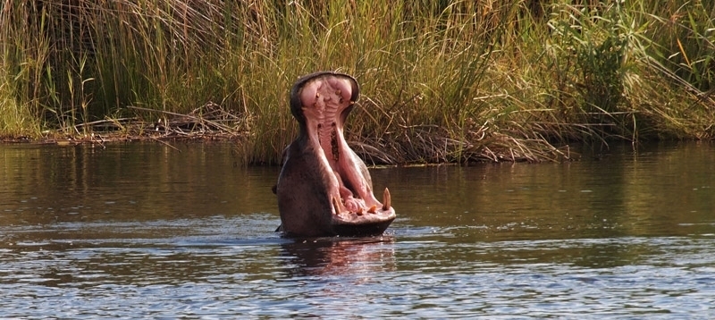 Kwando Lagoon Camp (Chobe / Linyanti Region) Botswana - www.PhotoSafaris.travel