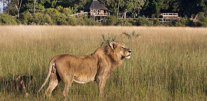 Kwetsani Camp with Wilderness Safaris - www.PhotoSafaris.travel