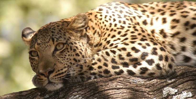 Linyanti Ebony Camp (Linyanti Marsh) Botswana - www.PhotoSafaris.travel