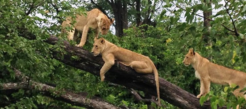 Linyanti Bush Camp (Linyanti Marsh) Botswana - www.PhotoSafaris.travel