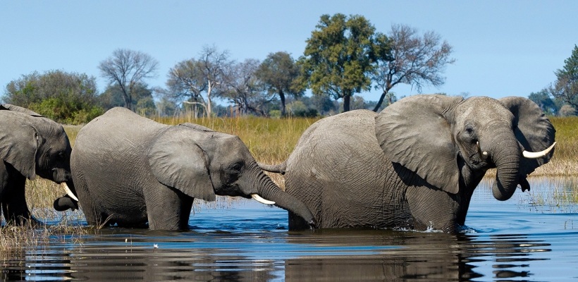 Little Vumbura Camp with Wilderness Safaris - www.PhotoSafaris.travel