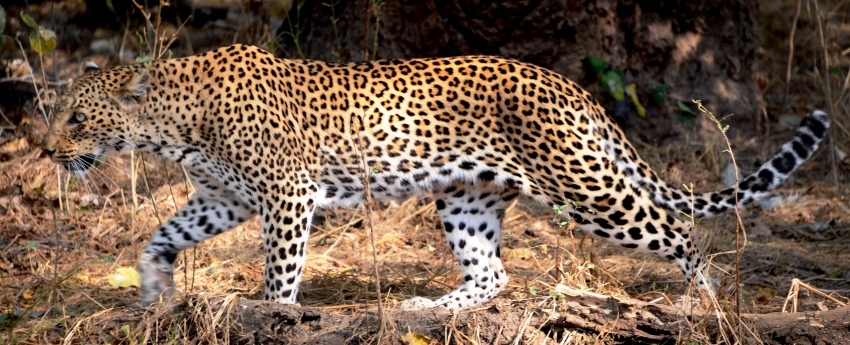 Lukimbi Safari Lodge (Northern Kruger National Park, Limpopo Province) South Africa - www.PhotoSafaris.travel