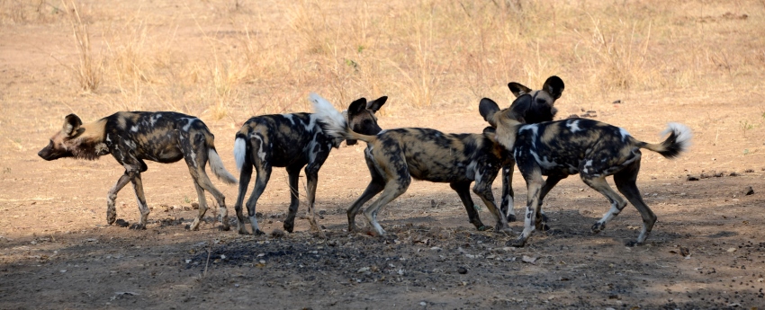 Makanyane Safari Lodge (Madikwe Game Reserve) South Africa - www.PhotoSafaris.travel