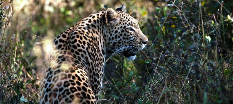 Mapula Lodge (Okavango Delta) Botswana - www.PhotoSafaris.travel