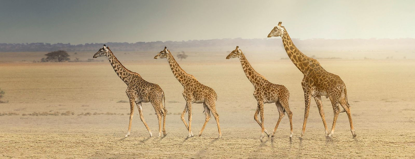 Mowani Mountain Camp, Damaraland, Namibia - www.PhotoSafaris.travel