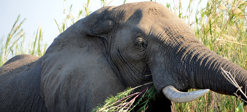 Thornybush n'Kaya Lodge (Thornybush Game Reserve) South Africa - www.PhotoSafaris.travel