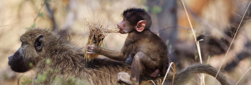 Okuti (Moremi Game Reserve) Botswana - www.PhotoSafaris.travel