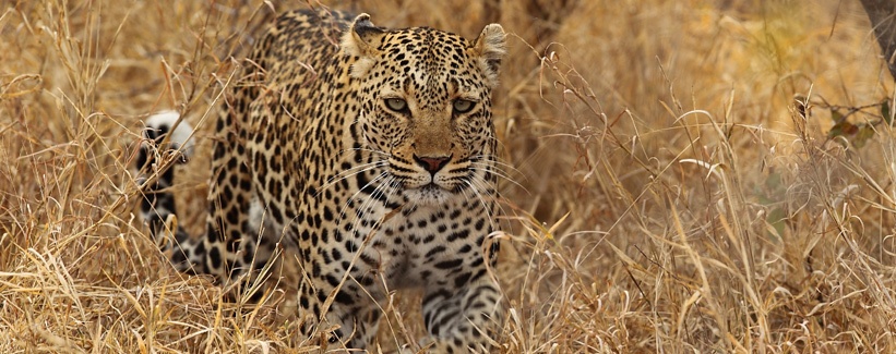 Royal Malewane Lodge (Timbavati Private Game Reserve) South Africa - www.PhotoSafaris.travel