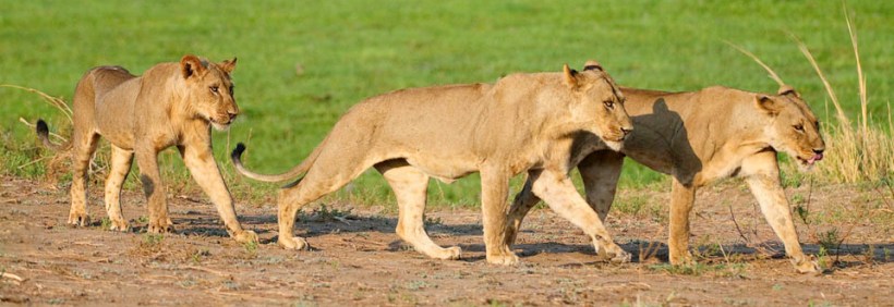 Ruckomechi Camp - Picture by Wildernerss Safaris - www.PhotoSafaris.travel