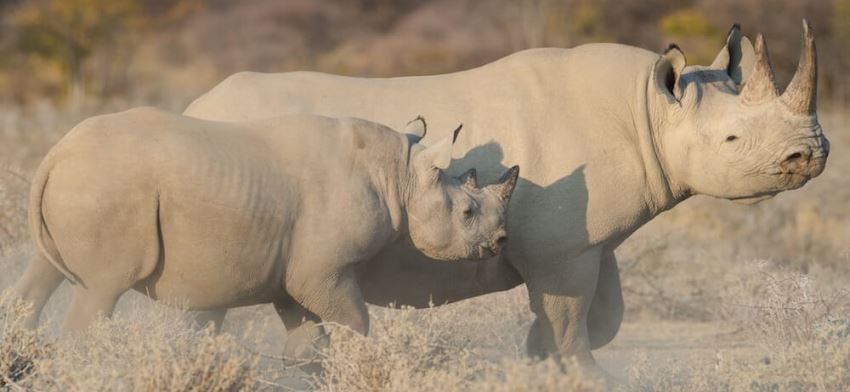 Safarihoek Lodge, Etosha, Namibia - www.PhotoSafaris.travel