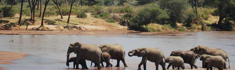 Samburu Intrepids (Samburu Game Reserve) Kenya - www.PhotoSafaris.travel