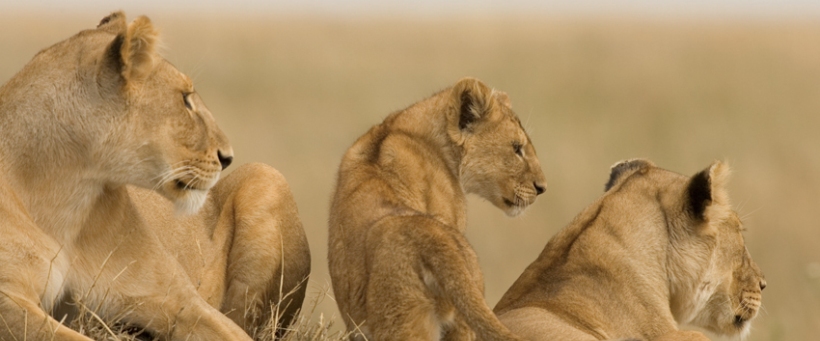 Sanctuary Kusini Camp (Ndutu Area - Southern Serengeti National Park) Tanzania - www.PhotoSafaris.travel