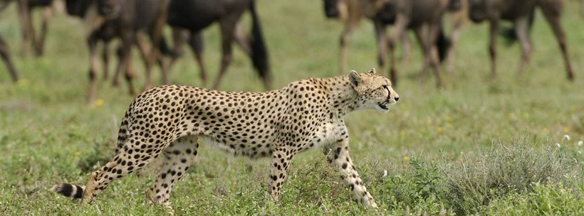 Sanctuary Kusini Camp (Ndutu Area - Southern Serengeti National Park) Tanzania - www.PhotoSafaris.travel