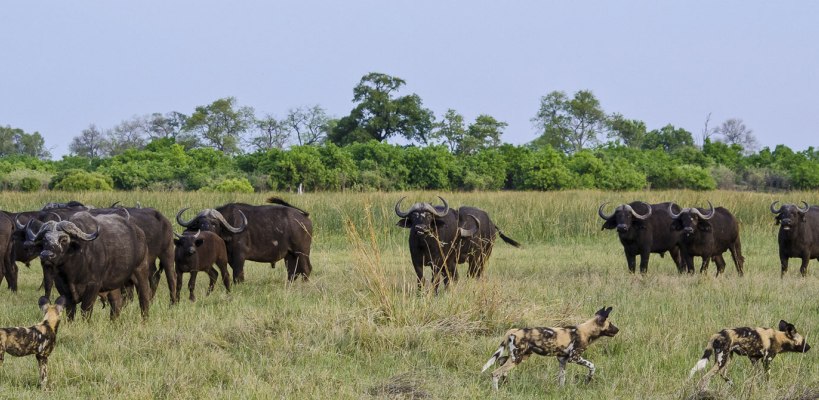 Savuti Camp with Wilderness Safaris - www.PhotoSafaris.travel