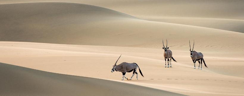 Serra Cafema Camp (Kaokoland Region) Namibia - www.PhotoSafaris.travel