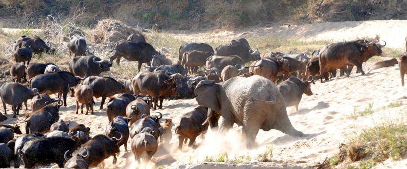 Thornybush Game Lodge (Thornybush Game Reserve) South Africa - www.PhotoSafaris.travel