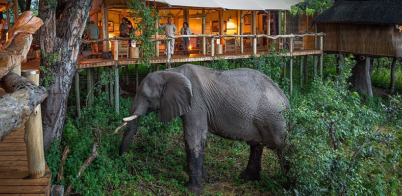 Tubu Tree Camp (Okavango Delta) Botswana with Wilderness Safaris - www.PhotoSafaris.travel