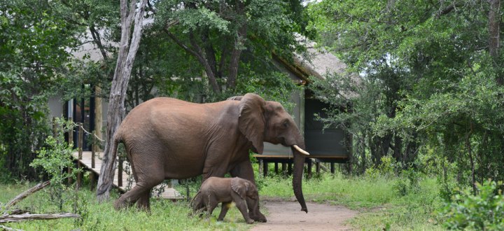 Victoria Falls River Lodge (Victoria Falls) Zimbabwe - www.PhotoSafaris.travel