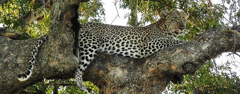 Leopard, Amani Camp (Klaserie Game Reserve) South Africa  - www.PhotoSafaris.travel