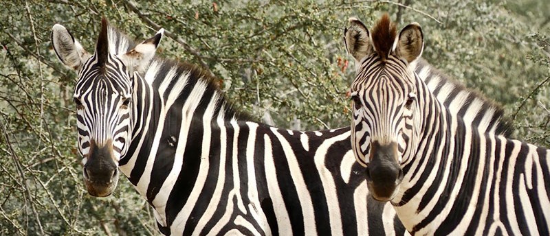 Zebra, Amani Camp (Klaserie Game Reserve) South Africa  - www.PhotoSafaris.travel