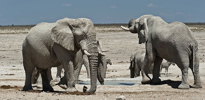 Andersson's Camp at Ongava - www.PhotoSafaris.travel