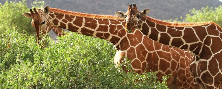 The Best of Kenya Safari (11 Days) - www.PhotoSafaris.travel