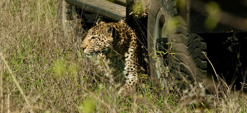 Arathusa Safari Lodge - www.PhotoSafaris.travel