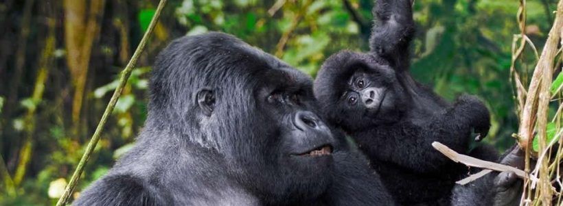 Uganda Fly-In Gorilla Express (6 Days) - www.Photosafaris.travel