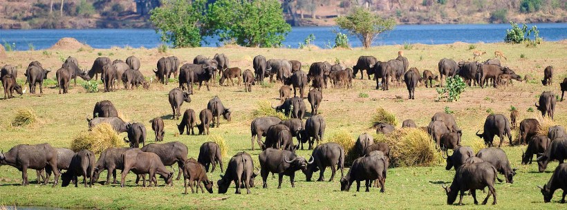 Ruckomechi Camp - Picture by Wildernerss Safaris - www.PhotoSafaris.travel