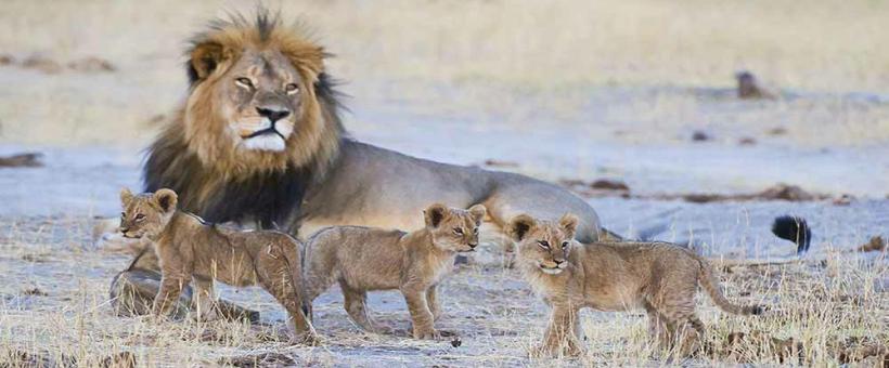 Camp Hwange - www.PhotoSafaris.travel