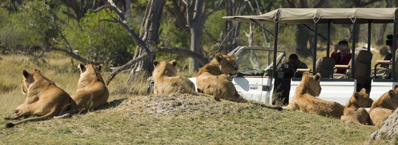 The Romance in Botswana Safari (7 Days) - www.PhotoSafaris.travel